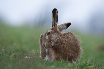 Fototapeta premium Wildlife photography ofhares with beautiful light on taken by a young photographer with huge respect of those incredible animals.