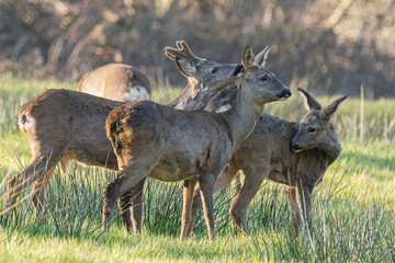 Wildlife photography of roe deer with beautiful light on taken by a young photographer with huge respect of those incredible animals.