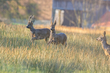 Wildlife photography of roe deer with beautiful light on taken by a young photographer with huge respect of those incredible animals.