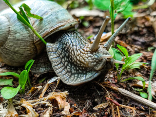 Snail close-up crawling on the grass