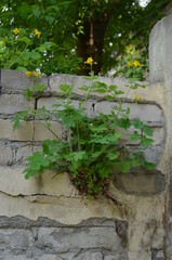 Obraz premium A green plant with yellow flowers grows from a brick wall
