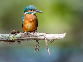 Wildlife photography of kingfisher with beautiful light on taken by a young photographer with huge respect of those incredible animals.