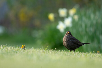 Wildlife photography of birds with beautiful light on taken by a young photographer with huge respect of those incredible animals.