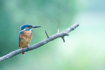 Wildlife photography of kingfisher with beautiful light on taken by a young photographer with huge...