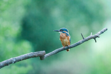 Wildlife photography of kingfisher with beautiful light on taken by a young photographer with huge respect of those incredible animals.
