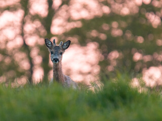 : Wildlife photography of roe deer with beautiful light on taken by a young photographer with huge respect of those incredible animals.