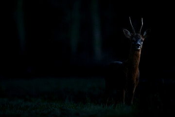 : Wildlife photography of roe deer with beautiful light on taken by a young photographer with huge respect of those incredible animals. - obrazy, fototapety, plakaty
