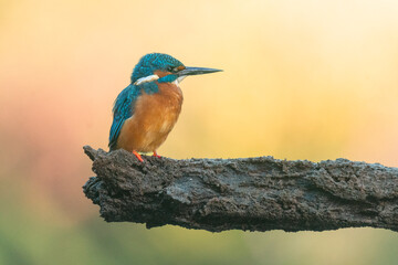 Wildlife photography of kingfisher with beautiful light on taken by a young photographer with huge...