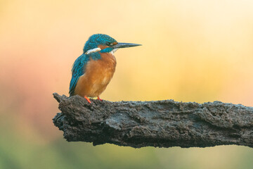 Wildlife photography of kingfisher with beautiful light on taken by a young photographer with huge respect of those incredible animals.
