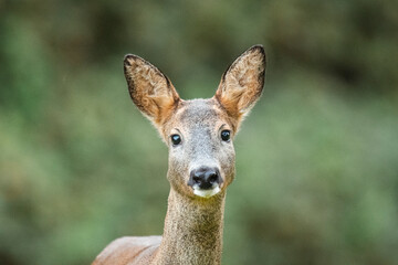 : Wildlife photography of roe deer with beautiful light on taken by a young photographer with huge respect of those incredible animals.