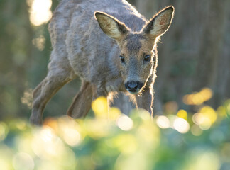 : Wildlife photography of roe deer with beautiful light on taken by a young photographer with huge respect of those incredible animals.