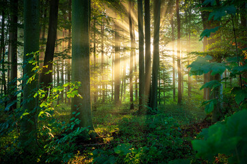 Sunny morning in the forest