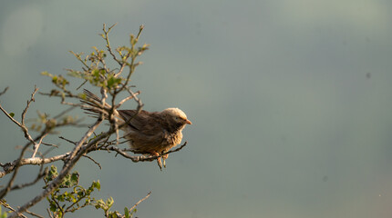 red tailed hawk