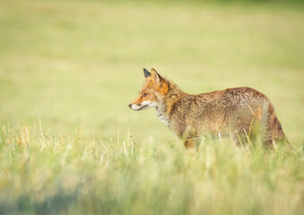 Wildlife photography of fox with beautiful light on taken by a young photographer with huge respect of those incredible animals.