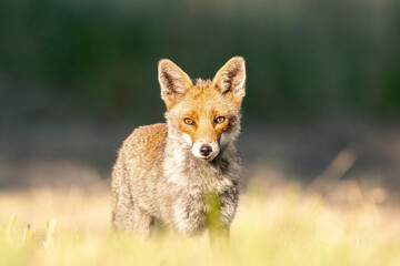 Wildlife photography of fox with beautiful light on taken by a young photographer with huge respect of those incredible animals.