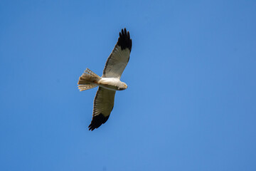 Wildlife photography of birds of prey with beautiful light on taken by a young photographer with huge respect of those incredible animals.	
