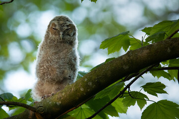 Wildlife photography of birds of prey with beautiful light on taken by a young photographer with huge respect of those incredible animals.	
