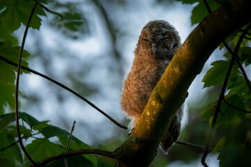 Wildlife photography of birds of prey with beautiful light on taken by a young photographer with huge respect of those incredible animals.	