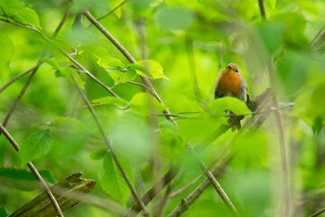 Wildlife photography of birds with beautiful light on taken by a young photographer with huge respect of those incredible animals.