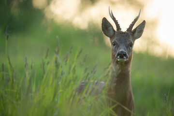 Wildlife photography of roe deer with beautiful light on taken by a young photographer with huge respect of those incredible animals. 