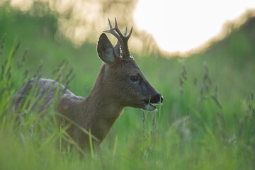 Wildlife photography of roe deer with beautiful light on taken by a young photographer with huge respect of those incredible animals. 