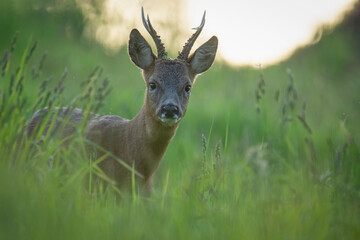 Naklejka na ściany i meble Wildlife photography of roe deer with beautiful light on taken by a young photographer with huge respect of those incredible animals. 