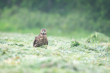 Wildlife photography of birds of prey with beautiful light on taken by a young photographer with huge respect of those incredible animals.	