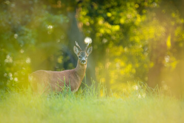 Wildlife photography of roe deer with beautiful light on taken by a young photographer with huge respect of those incredible animals. 