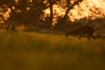 Wildlife photography of roe deer with beautiful light on taken by a young photographer with huge respect of those incredible animals. 