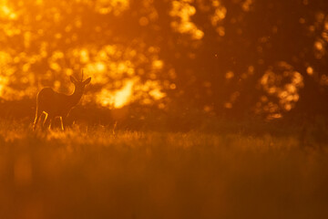 Wildlife photography of roe deer with beautiful light on taken by a young photographer with huge respect of those incredible animals.  © Lucien