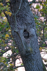 Obraz premium Wildlife photography of birds of prey with beautiful light on taken by a young photographer with huge respect of those incredible animals.