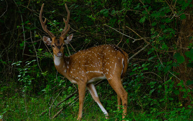 deer in the forest