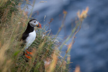 Puffin on clifftop, Mykines, Faroe Islands
