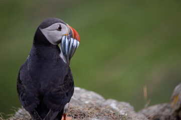 Fototapeta premium Puffin on clifftop, Mykines, Faroe Islands