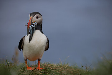 Puffin with sand eels in beak, Mykines, Faroe Islands