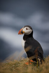Puffin on clifftop, Mykines, Faroe Islands