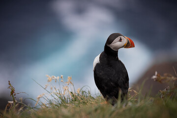 Fototapeta premium Puffin on clifftop, Mykines, Faroe Islands
