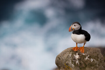 Puffin on clifftop, Mykines, Faroe Islands