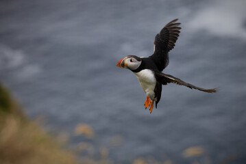 Puffin in flight, Mykines, Faroe Islands