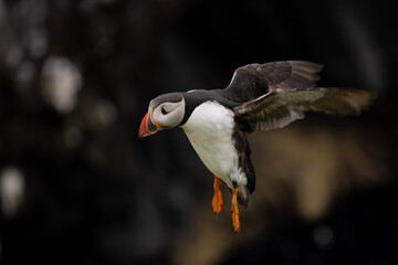Puffin in flight, Mykines, Faroe Islands