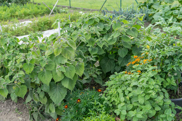 Garden with vegetables, fruits, herbs and flowers in summer