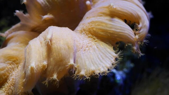 Sinularia dura coral on live rock, macro of healthy animal in reef marine aquarium ecosystem move tentacle in flow to catch plankton, easy pet for beginner feel happy in LED actinic light, shadow play