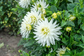 Detail shot of white blooming dahlias