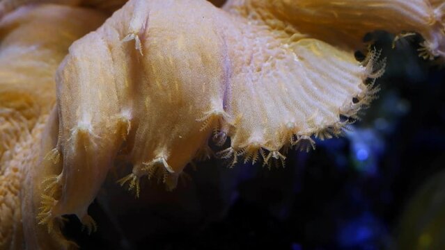 Sinularia dura mushroom coral, macro of tentacle, healthy animal move in flow to catch plankton in reef marine aquarium ecosystem, easy pet for beginner feel happy in LED actinic light, shadow play