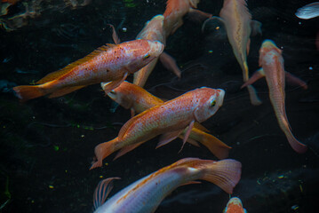 Carp in the pond in front of the house in water with excellent filtration system.