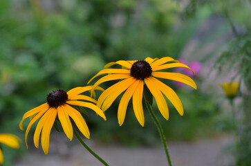 Two yellow blooming flowers Rudbeckia fulgida 'Forever Gold' against natural floral blurred background .Closeup photo outdoors. Gardening concept .Free copy space 