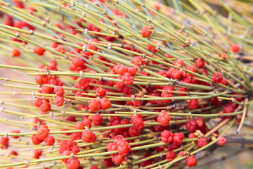 Ephedra is a genus of shrubs of the Oppressive class, the genus of its family is Ephedra Ephedraceae or Ephedra. Red berries, narcotic plant