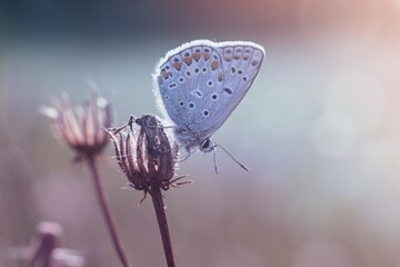 Beautiful summer scene with butterfly.  The Idas blue or northern blue.