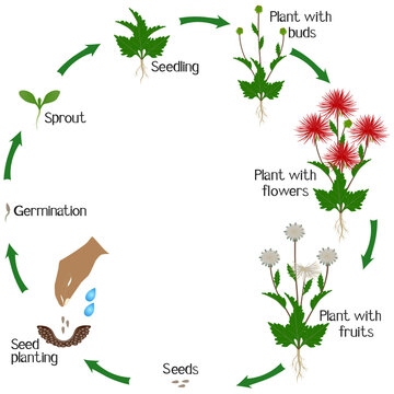 A Growth Cycle Of Aster Flowers On A White Background.