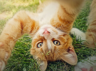 Playful orange kitten lying upside down on the green grass. Little ginger cat cute scene outdoors in the nature © psychoshadow